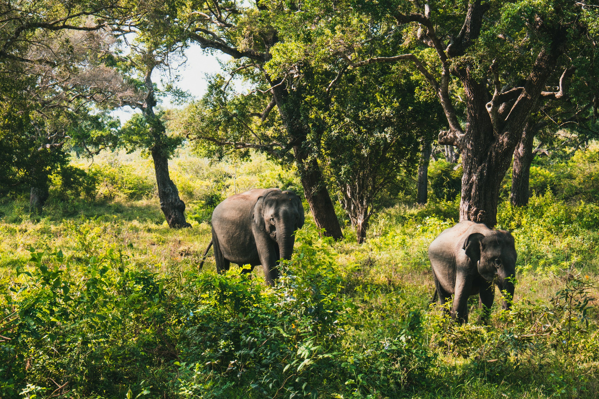 Elephant Encounter