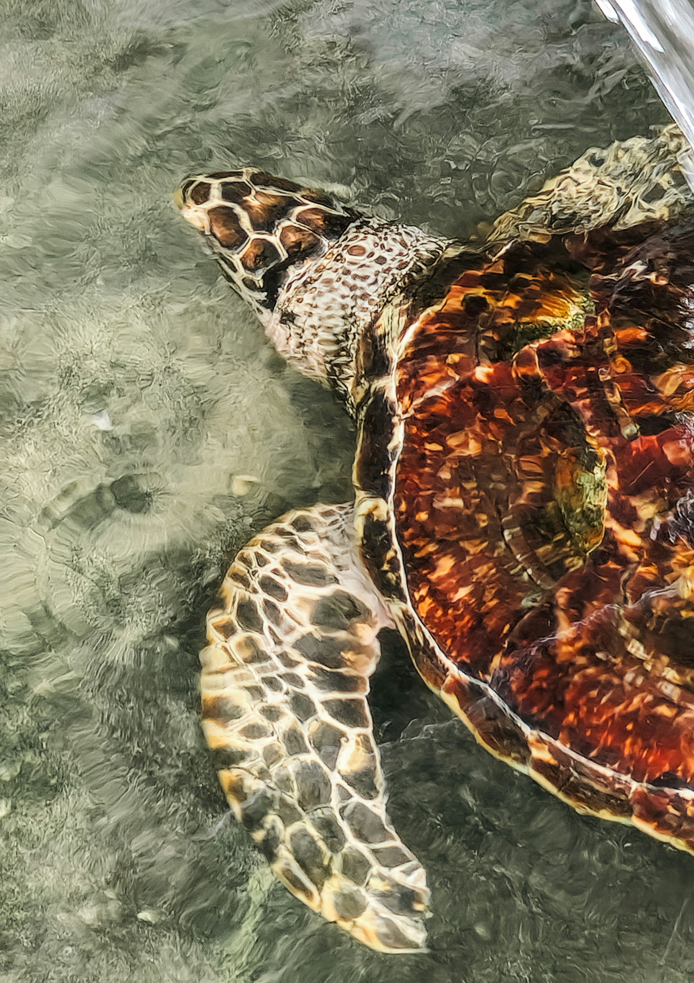 Turtle Coast Visit